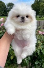 Pekingese puppies