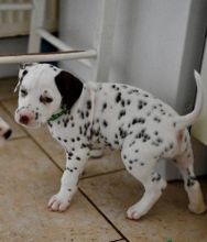 Purebred Dalmatian Puppies for adoption
