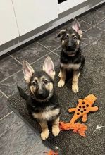 Strong German shepherd puppies