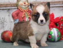 Welsh Corgi Pembroke puppies