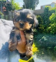 Yorkshire Terrier for Adoption
