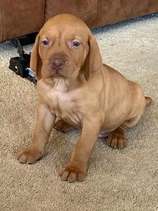12 weeks old Vizsla Puppies for your homes Image eClassifieds4u