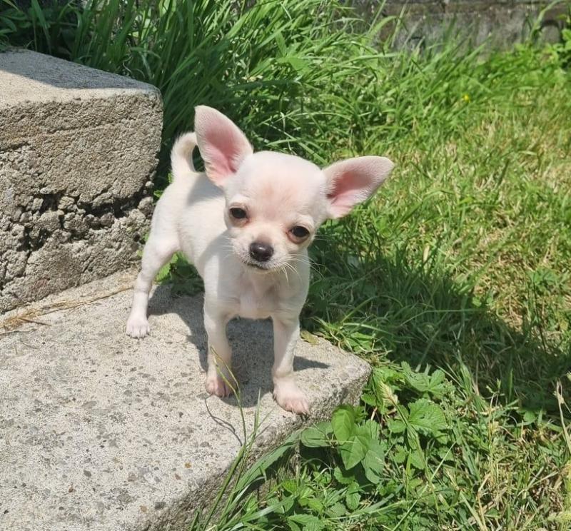 chihuahua puppies available Image eClassifieds4u