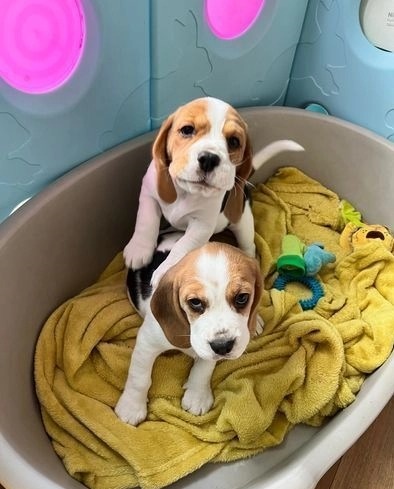Cute Beagle puppies for adoption Image eClassifieds4u