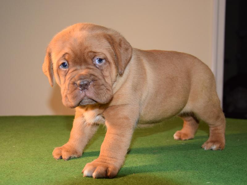 Dogue De Bordeaux puppies available Image eClassifieds4u