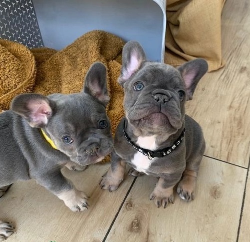 French bulldog puppies available Image eClassifieds4u