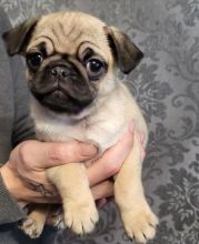 adorable Pug puppies for adoption Image eClassifieds4U
