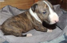 Happy Bull Terrier Puppies Image eClassifieds4U