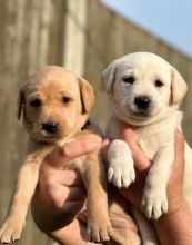 Two Healthy Labrador Retriever puppies Image eClassifieds4U