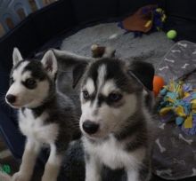 Two Siberian Husky Puppies Needs a New Family Image eClassifieds4U