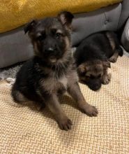 wo cute German shepherd puppies Image eClassifieds4U