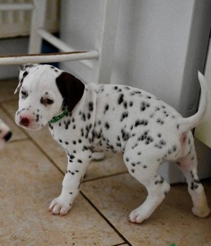 Purebred Dalmatian Puppies for adoption Image eClassifieds4u