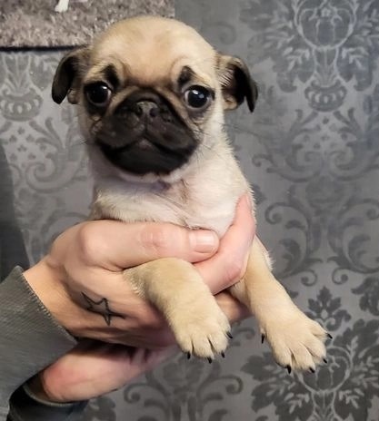 Purebred Pug Puppy for adoption Image eClassifieds4u