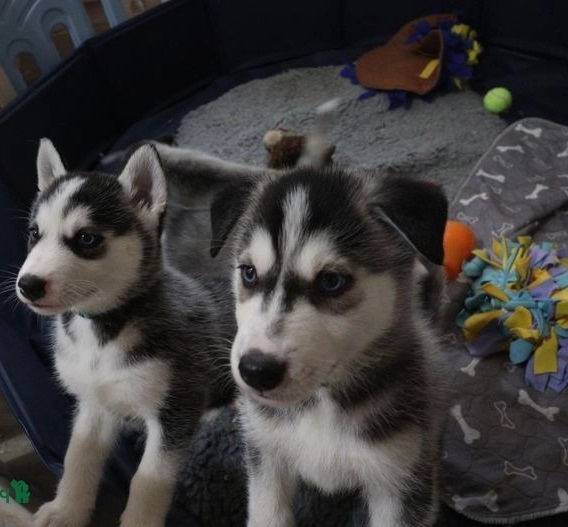 Two Siberian Husky Puppies Needs a New Family Image eClassifieds4u