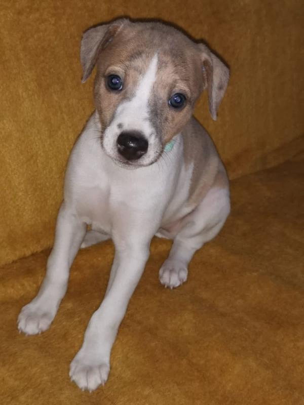 Whippet puppies ready to go Image eClassifieds4u