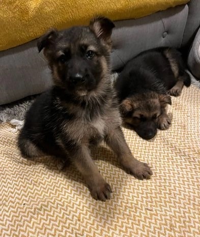 wo cute German shepherd puppies Image eClassifieds4u