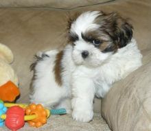 2 Charming male and female Shih Tzu puppies