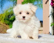 Amazing Maltese Puppies