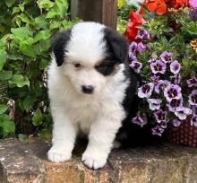Australian Shepherd Puppies Looking For Their Forever Homes