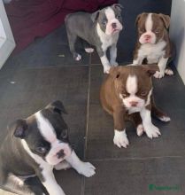 Boston Terrier Puppies