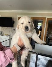 Golden Retriever Puppies available in good health condition