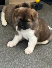 Healthy male and female Akita puppies available