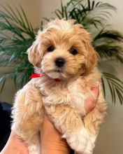 Trained Maltipoo Puppies Available. Contact us Via ( lorangercou25@gmail.com )