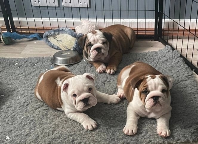 Amazing English Bulldog Puppies available Image eClassifieds4u