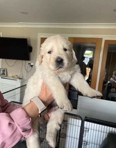 Golden Retriever Puppies available in good health condition Image eClassifieds4u