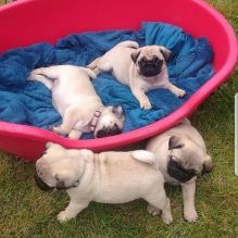 Cute & Healthy PUG PUPPIES For Re-Homing. Email me at (lorangercou25@gmail.com) Image eClassifieds4U