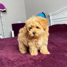Cute Maltipoo Puppies Ready for Rehoming. Contact us Via ( lorangercou25@gmail.com ) Image eClassifieds4U