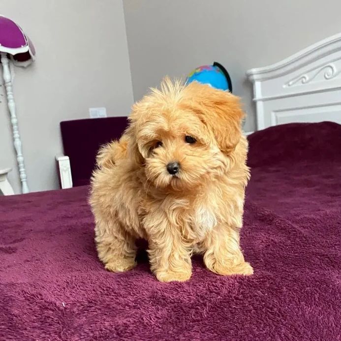 Marvelous and brave Maltipoo For Adoption.Contact us Via ( lorangercou25@gmail.com ) Image eClassifieds4u