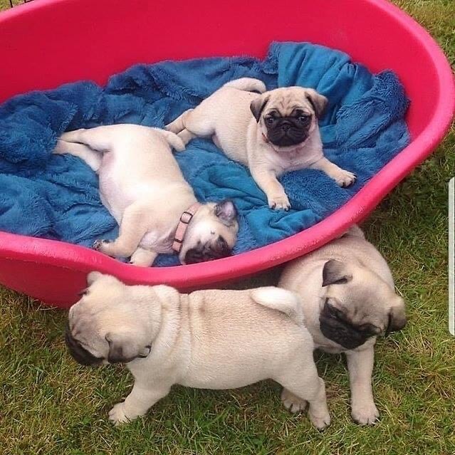 Cute & Healthy PUG PUPPIES For Re-Homing. Email me at (lorangercou25@gmail.com) Image eClassifieds4u