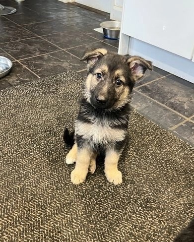 2 amazing German Shepard puppies Image eClassifieds4u