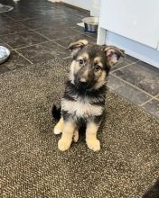 2 amazing German Shepard puppies