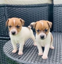 Cute Jack Russell puppies available for new homes
