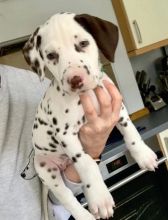 Dalmatian puppies