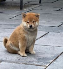 Fine Shiba Inu Puppies available