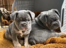 French Bulldog Puppies
