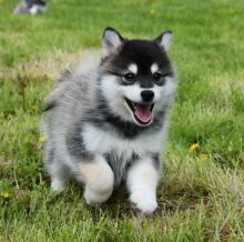 Hearted Pomsky Puppies