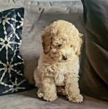 Precious Toy Poodle Puppies For Adoption