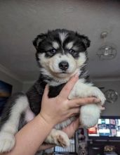 Siberian Husky puppies available