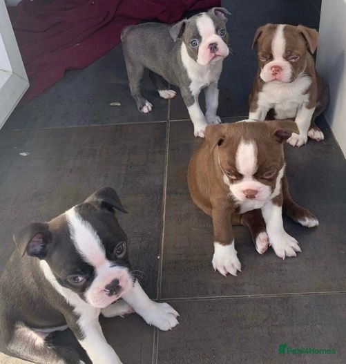 Amazing Boston Terrier puppies Image eClassifieds4u