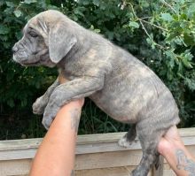 Adorable Cane Corso Puppies Image eClassifieds4U
