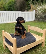 Adorable Doberman Puppies for adoption