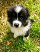 Australian Shepherd Puppies Looking New Home