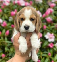 Beagle Puppies for pet lovers