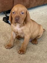 Friendly male and female Vizsla puppies