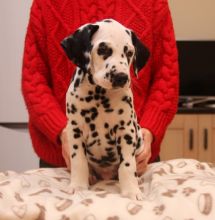 Healthy Dalmatian Puppies