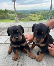 Male and Female Rottweiler Puppies